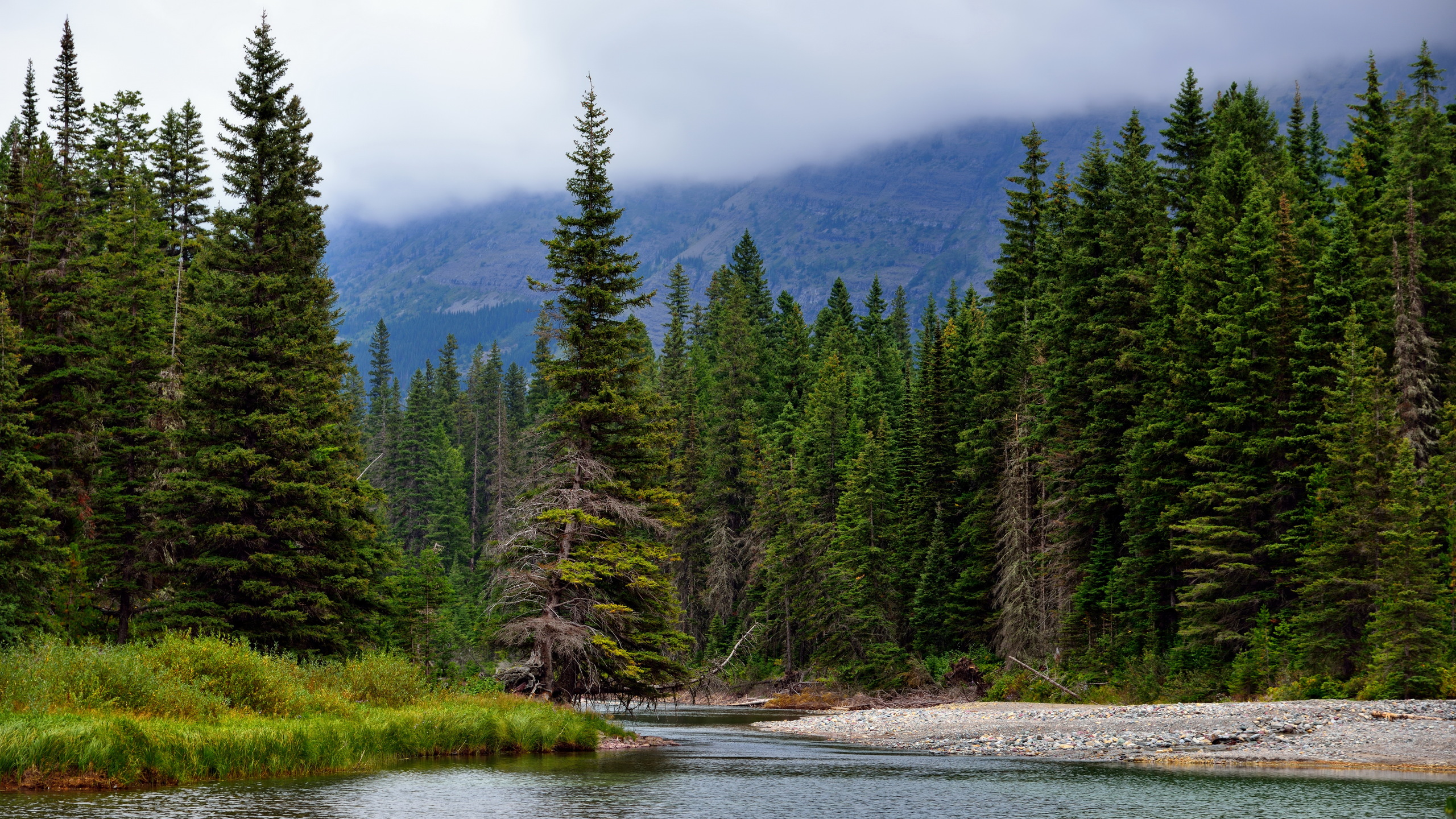 PineTrees