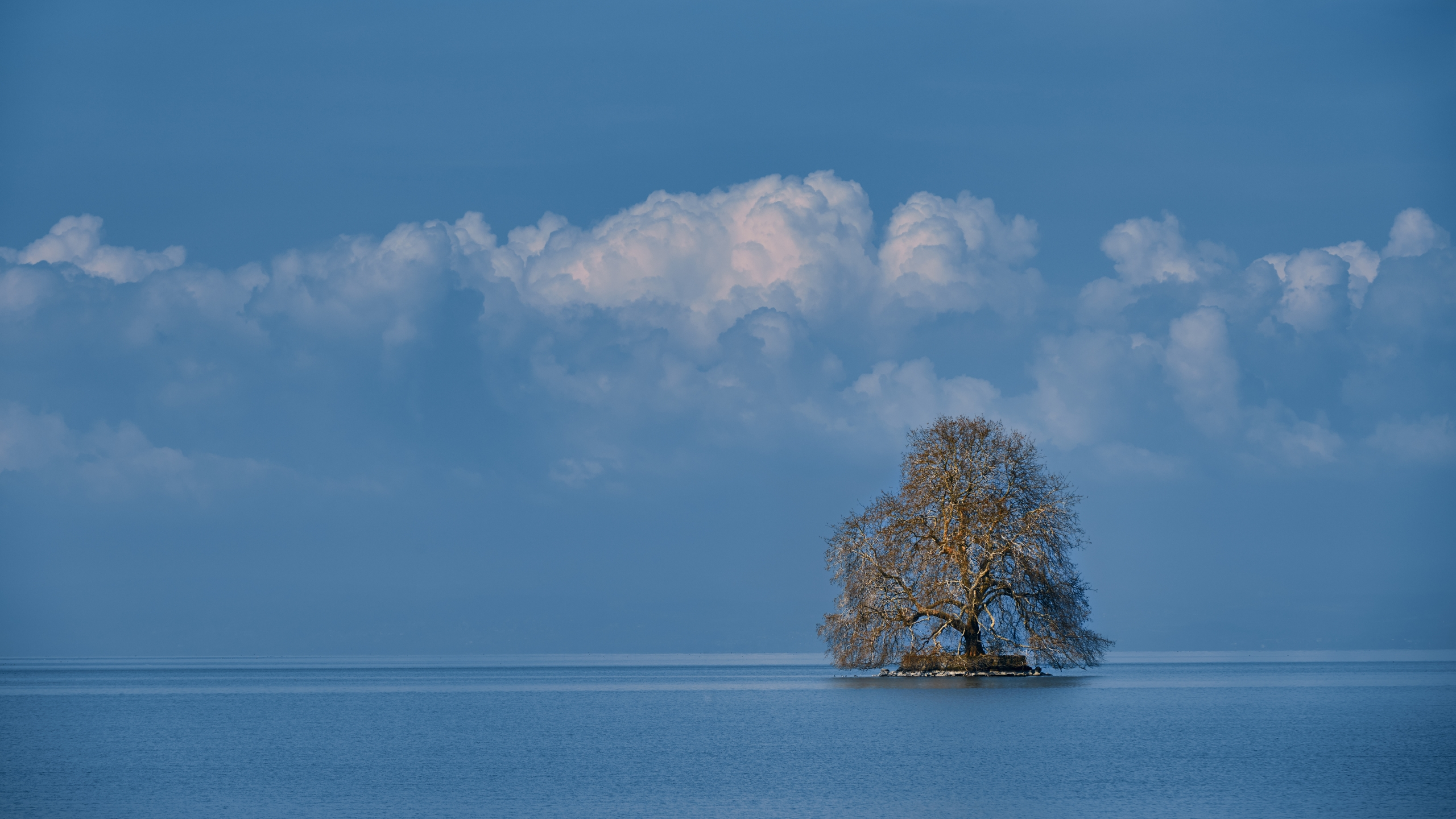 TreeInLake